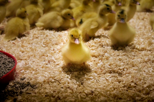 Mini canard, maxi charisme Petit caneton face caméra regard lointain