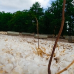 Parcours enherbé, tapis de plumes blanches de canard