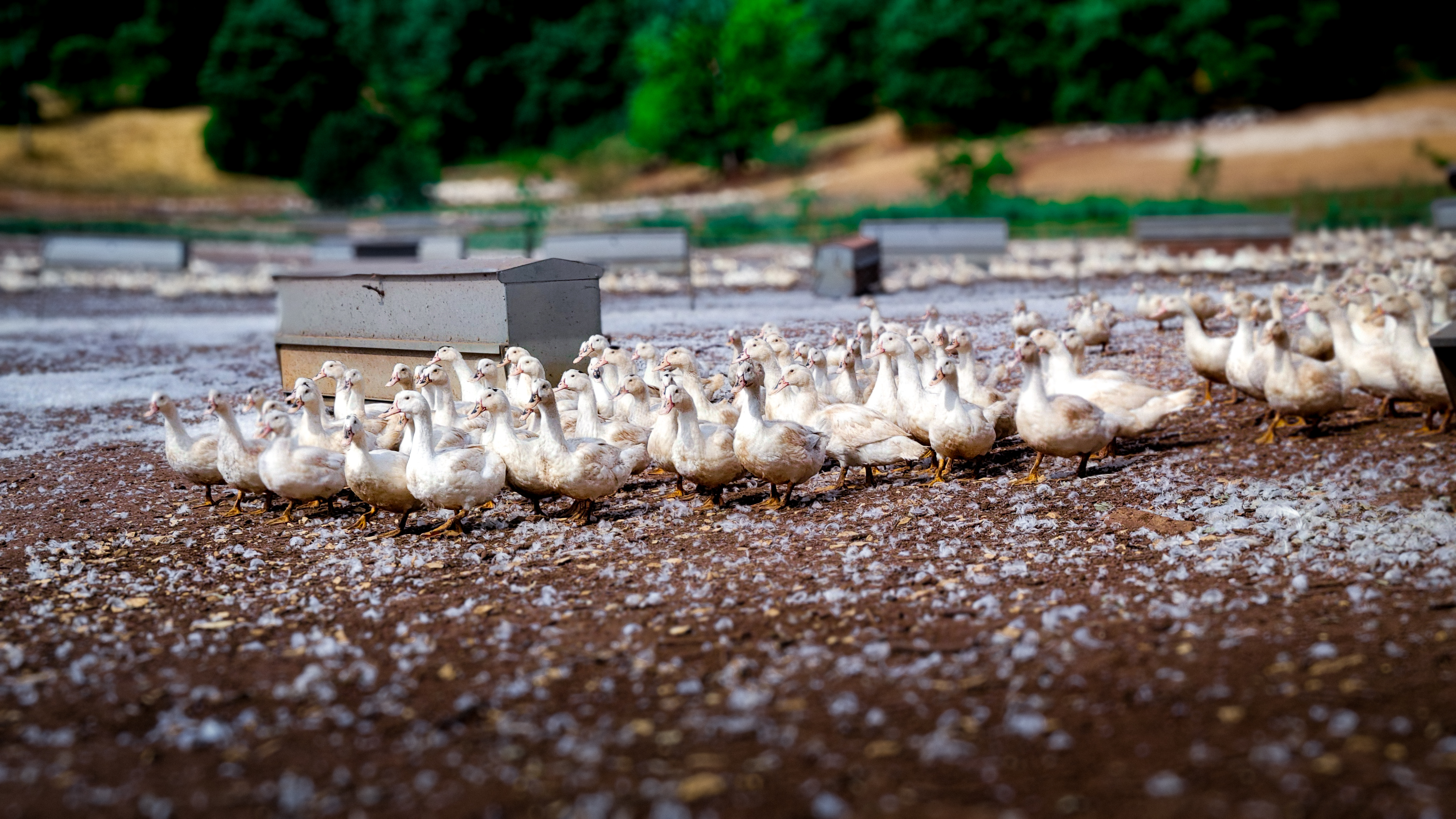 Timide, mais curieux - Groupe de canards Groupe de Canards