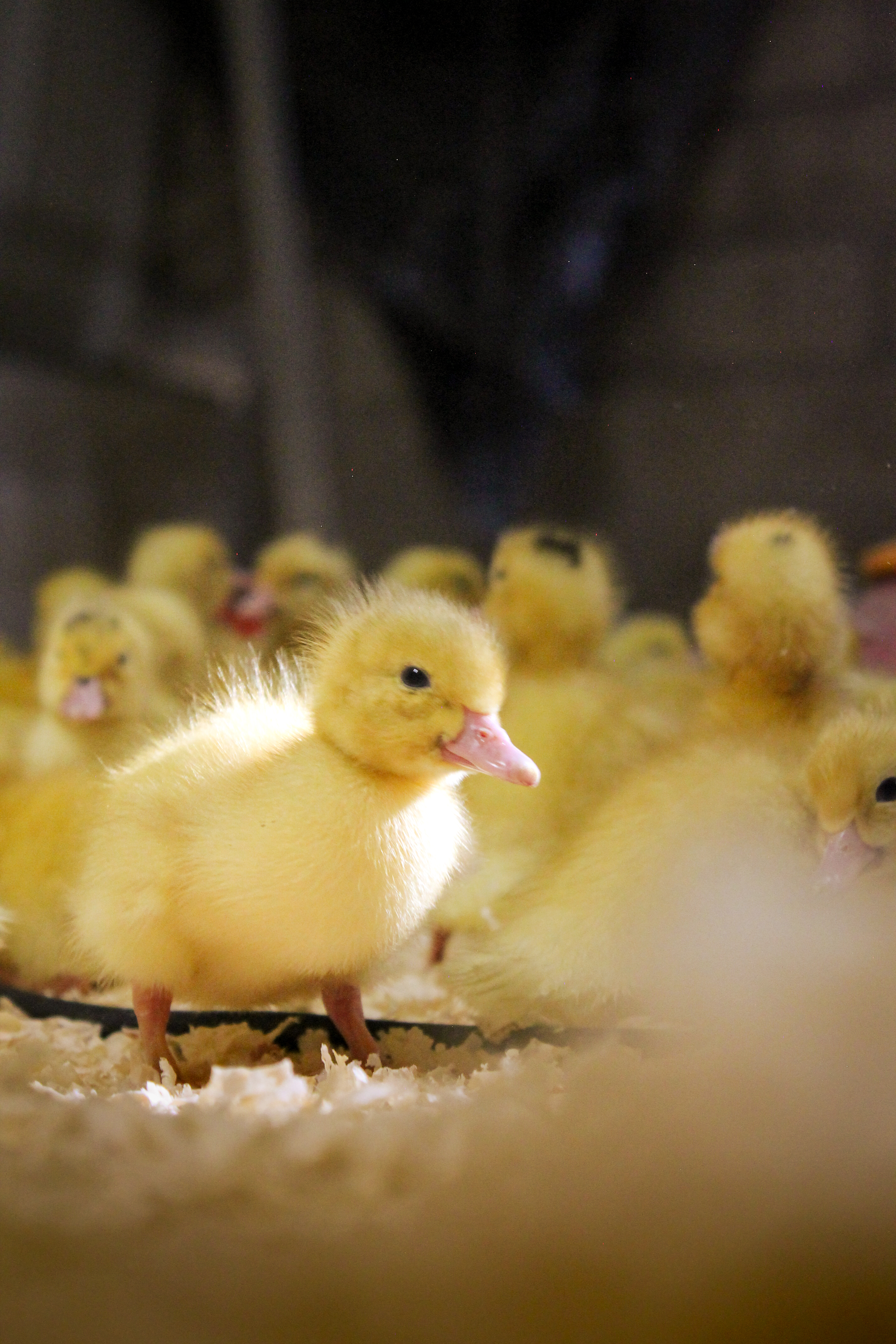 Plumes en Vrac, Cœur en Quack Caneton